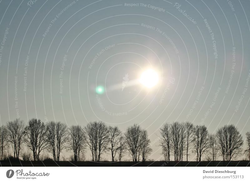 walking weather Tree Avenue Sun Aperture Ground Plant Branch Sky Row Weather Beautiful weather Tree trunk Celestial bodies and the universe Summer