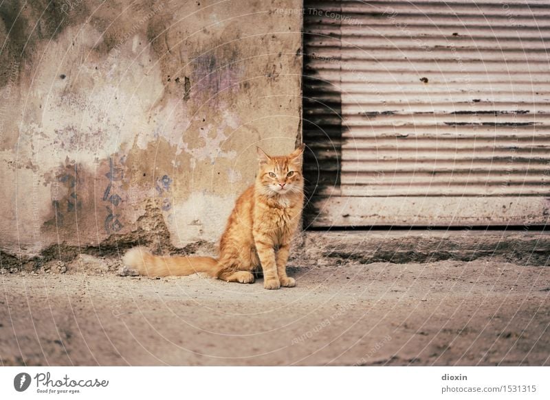Cat Content | Cuban Cat Havana Central America South America Caribbean Town Capital city Port City Downtown Old town Deserted Wall (barrier) Wall (building)