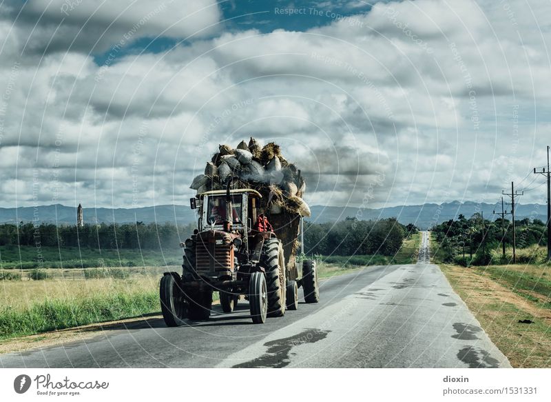 sugar cane harvest Tourism Far-off places Agriculture Farmer Workplace Forestry Environment Nature Landscape Plant Sky Clouds Agricultural crop Sugarcane