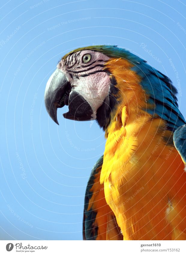 Biter 2 Elegant Exotic Summer To talk Animal Pet Wild animal Bird Animal face 1 Smart Blue Yellow Black Parrots Beak Erudite Eyes Feather South America