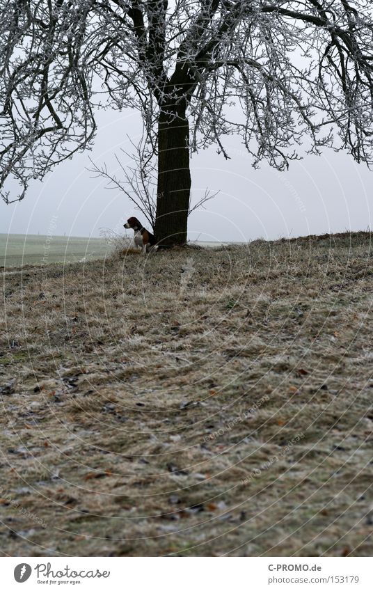 marooned in winter Winter Dog Exposed Leashed Tree Cold Animal Boredom Wait Mammal master