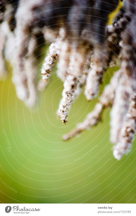 Fluffy cones Soft Green Nature Wool Plant Macro (Extreme close-up) Near Flower Solidago canadensis Cone Autumn Autumnal Leaf Beautiful Close-up