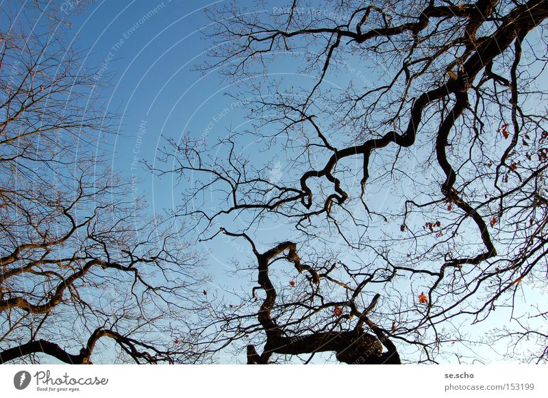 winter trees Tree Branch Twig Branched Sky Blue Winter Cold Silhouette fractal