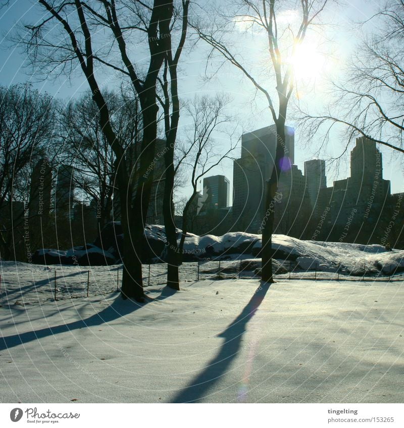 shadow blow Central Park Sun Shadow Winter Snow Calm Skyline Tree Blue Black Back-light Break New York City Clarity