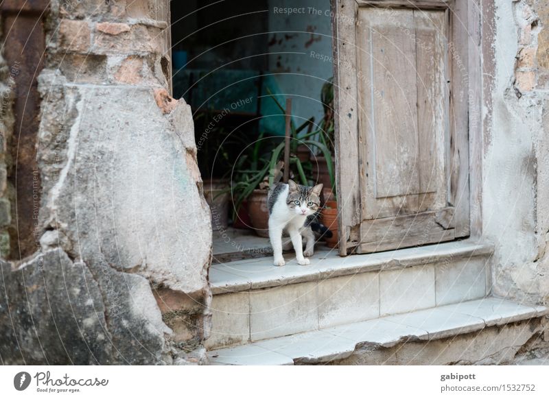 02_Cat on stairs in Havana Cuba House (Residential Structure) Wall (barrier) Wall (building) Stairs Facade Animal Pet Farm animal 1 Town Wild