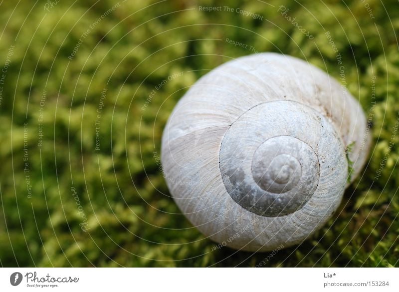In the moss Nix Los Snail shell House (Residential Structure) Vineyard snail Moss Green Enchanted forest Calm Macro (Extreme close-up) Detail Nature Spiral Find