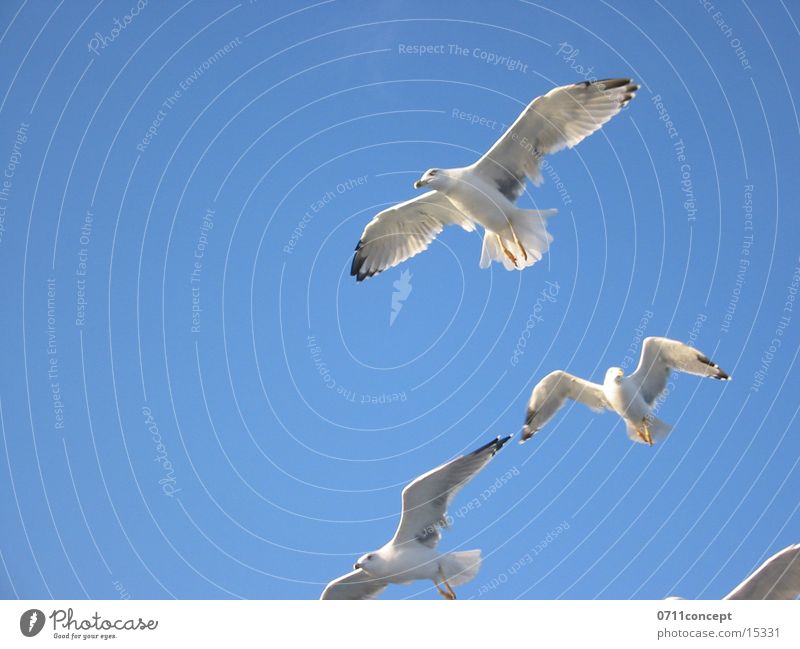 Greek Flight Squadron Bird seagull seagulls Flying Aviation Sky Freedom