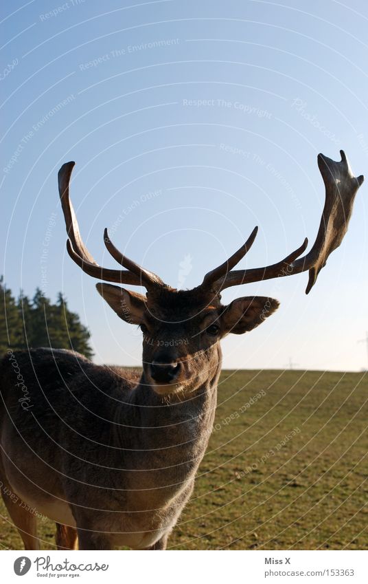 and daily the stag greets Colour photo Exterior shot Winter Animal Meadow Wild animal Green Deer Roe deer Reindeer Antlers Mammal rudi Day