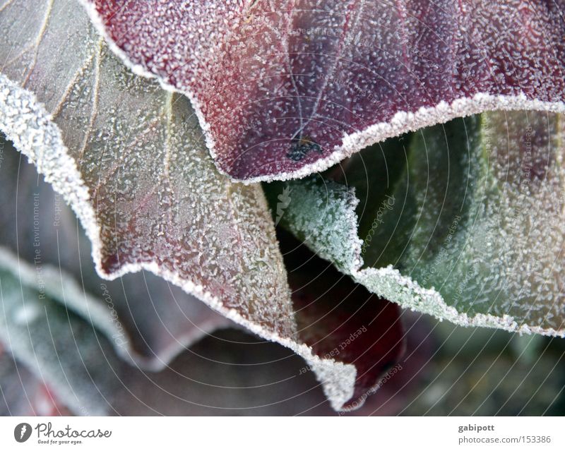 winter foliage Subdued colour Exterior shot Close-up Macro (Extreme close-up) Living or residing Flat (apartment) Nature Landscape Plant Winter Ice Frost Flower