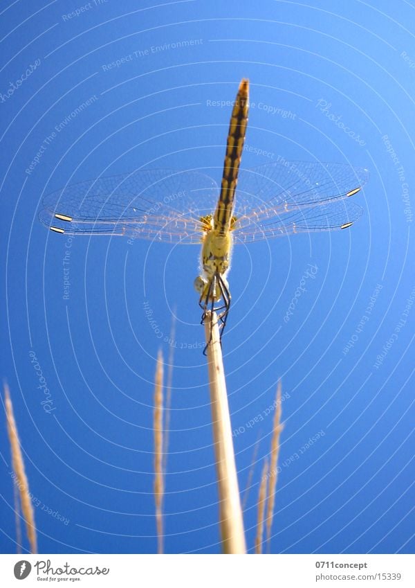 Large Dragonfly Ready To Go A Royalty Free Stock Photo From Photocase