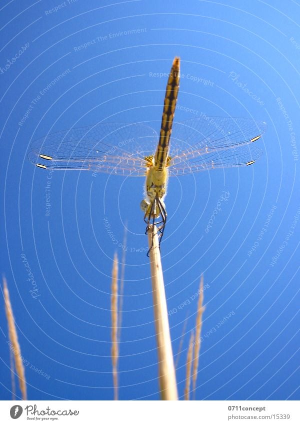 Large dragonfly Ready to go Dragonfly Air Beginning Insect Sky Wing Flying Blade of grass Close-up 0711concept