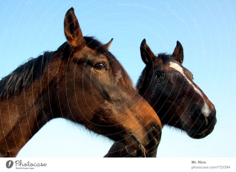HANNO + VERA ...ner Horse Animal Horse's head 2 Brown Mammal riding horse In pairs Eyes Pair of animals