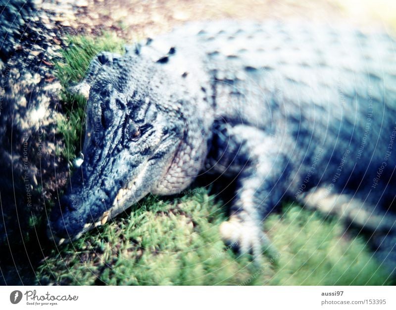 handbag prototype Crocodile Caiman Leather Dinosaur Dangerous Reptiles Fear Panic alligator Threat