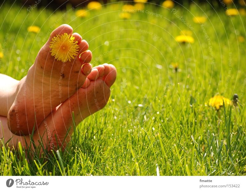 summer Summer Meadow Flower Blossom Dandelion Vacation & Travel Relaxation Feet Joy