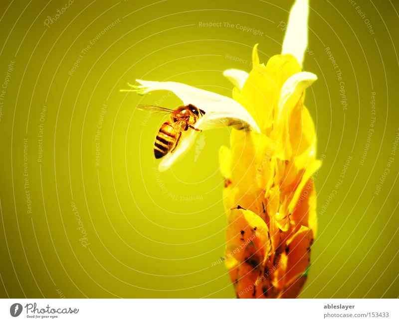 My Bee Honey bee Nature Yellow Flower Stamen Plant Animal Insect Wing Macro (Extreme close-up) ableslayer