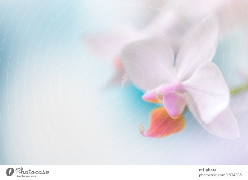 orchid Nature Plant Spring Flower Orchid Blossom Violet Pink Turquoise White Colour photo Close-up Macro (Extreme close-up) Deserted Day Blur