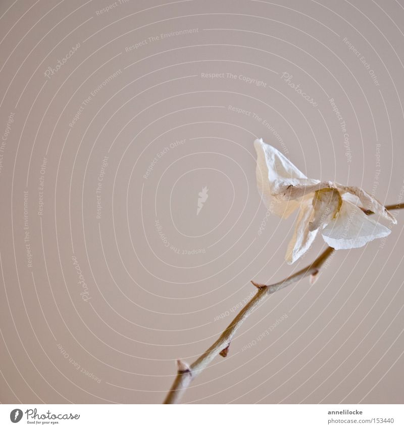 dried flowers in a glass frame - a Royalty Free Stock Photo from Photocase