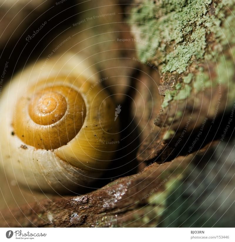 common snail shell Snail Snail shell Safety Safety (feeling of) Nature Macro (Extreme close-up) Detail Animal Domicile Exterior shot