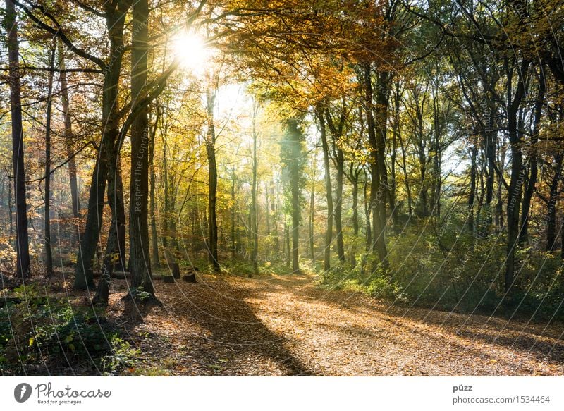 Golden Autumn Environment Nature Landscape Plant Sun Sunlight Beautiful weather Tree Leaf Forest Hiking Bright Warmth Multicoloured Yellow Green Autumnal