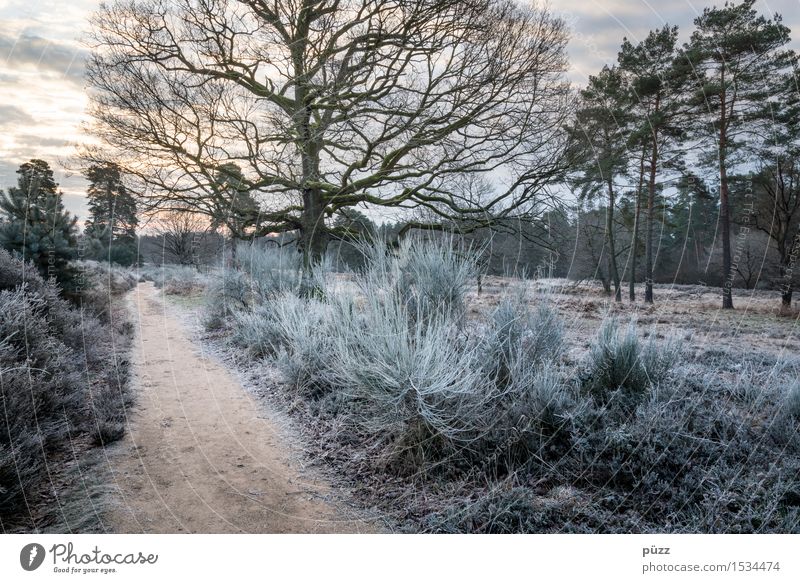 Wahner Heide Environment Nature Landscape Plant Sunrise Sunset Winter Weather Ice Frost Tree Grass Bushes Foliage plant Forest Heathland Going Hiking Blue Brown