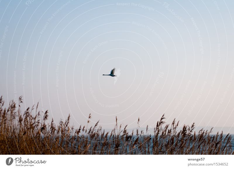 Bodden Swift II Nature Cloudless sky Common Reed Marsh grass Coast Baltic Sea Boddenlandscape NP Animal Wild animal Bird Swan 1 Flying Elegant Blue Brown Gray