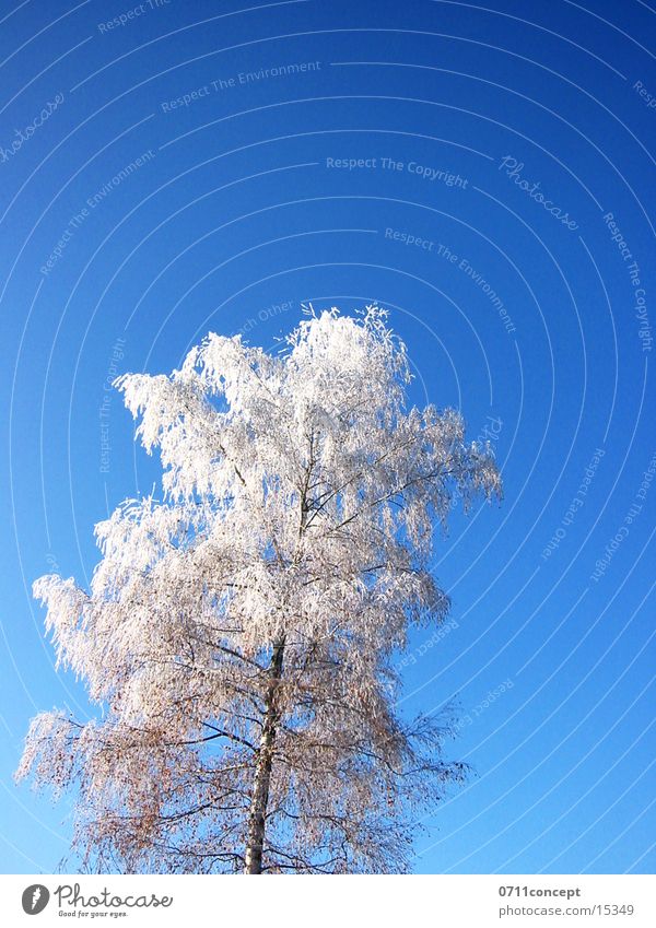 winter tree Winter Cold Frozen Horizon Ice crystal Vacation & Travel Winter vacation Winter mood Ice age Seasons Impression Degrees Celsius Empty Under