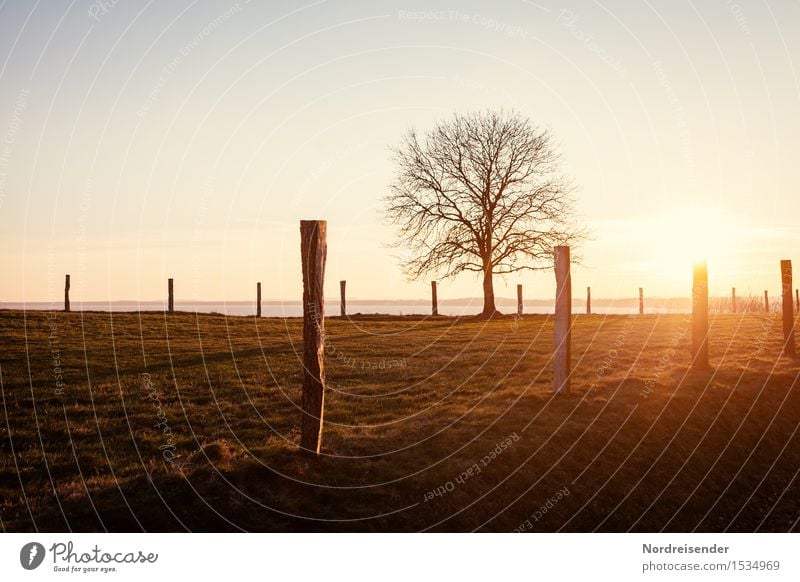 Baltic Sea in January Harmonious Senses Calm Ocean Winter vacation Nature Landscape Sky Cloudless sky Sun Sunrise Sunset Spring Summer Beautiful weather Tree