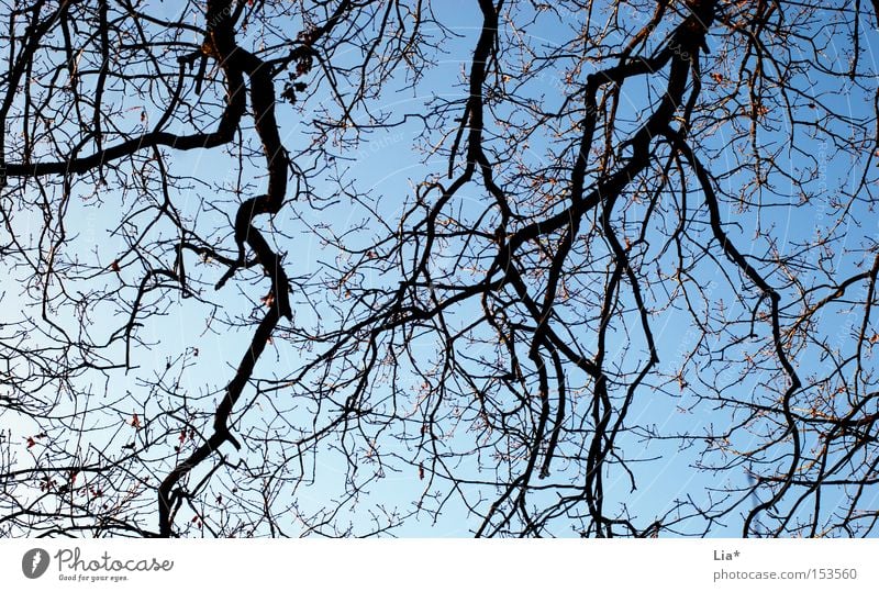ramified Tree Twig Branch Tree trunk Sky Structures and shapes Blue Plant Branched Interlaced