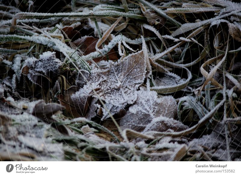 Frost. Winter Snow Ice Frozen Leaf Freeze Cold Clink Grass Autumn Minus degrees Temperature Brown Green White Colour photo Exterior shot Day Deserted