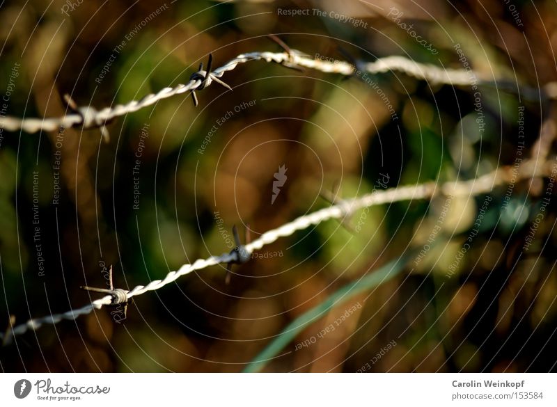Barbed wire. Leaf Green Brown Fence Barbed wire fence Border Protection Bans Admission Dangerous Derelict
