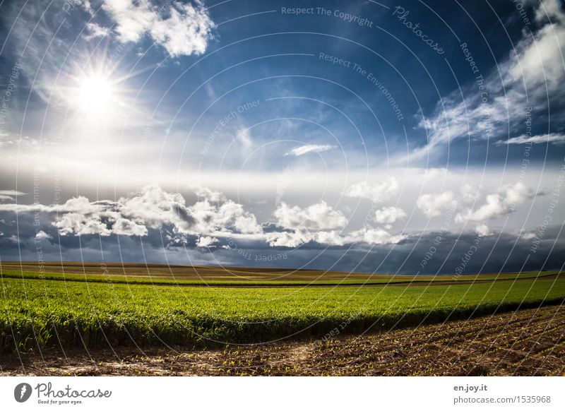 fresh start Healthy Eating Agriculture Forestry Energy industry Environment Nature Landscape Plant Sky Clouds Horizon Sun Sunlight Spring Summer Climate change