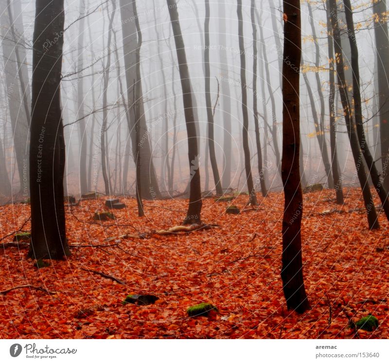 red-light district Fog Forest Tree Nature Landscape Leaf Red Brown Moody Autumn