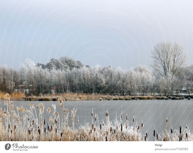 Winter at the lake Environment Nature Landscape Plant Cloudless sky Beautiful weather Ice Frost Tree Wild plant Cattail (Typha) Common Reed Lakeside Freeze