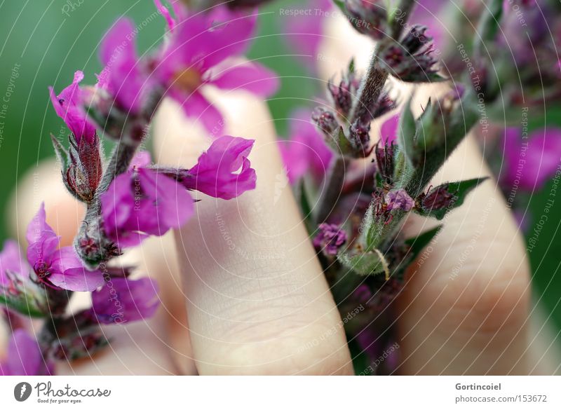 Sensitive Colour photo Multicoloured Exterior shot Light Shadow Shallow depth of field Beautiful Skin Cosmetics Wellness Relaxation Calm Fragrance Summer