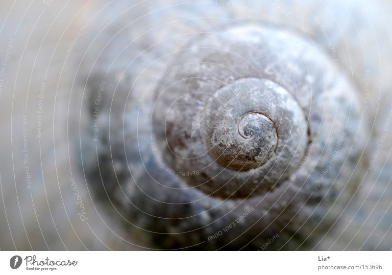 spirally Decoration Nature Snail Round White Snail shell Spiral Rotated Sheath Focal point Depth of field Calm Meditation Background picture Close-up