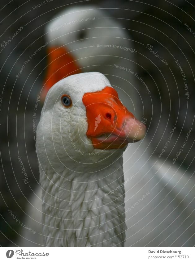 What did you have for Christmas? Goose Beak Feather Orange Bird Livestock breeding Animal 2 Blur Poultry Animal face Animal portrait Looking into the camera