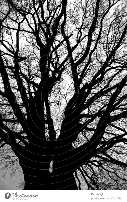 Network Tree Forest Impressive Dark Black Twilight Contrast Branched Calm Grief Transience Curiosity Landscape Black & white photo Trust Winter Old