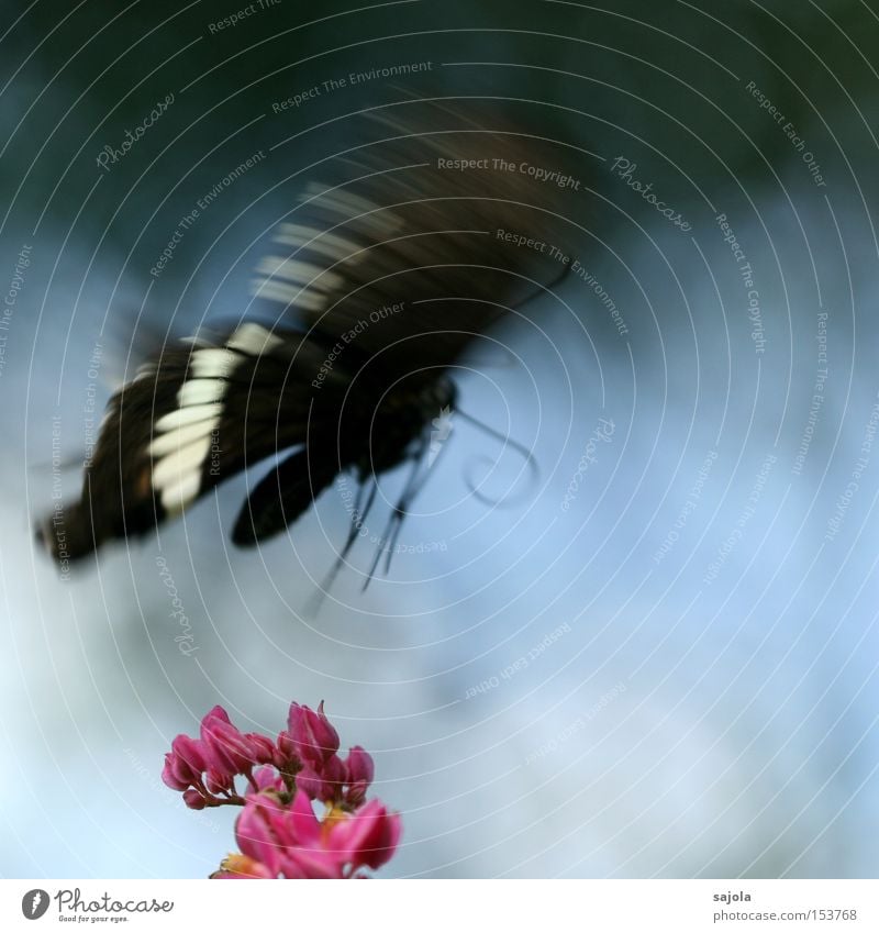 up and away Beautiful Aviation Flower Blossom Butterfly Wing Movement Flying Pink Insect Dynamics Judder Unreliable Delicate Colour photo Close-up