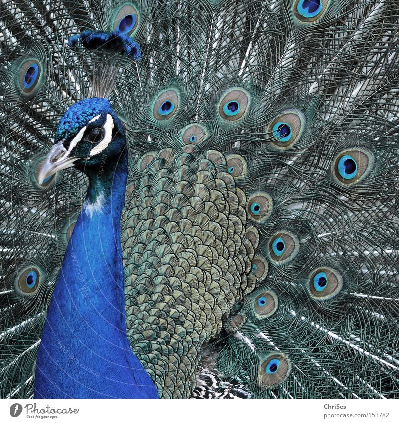 Peacock in pale blue_02 Bird Animal Blue Gray Eyes Wheel Zoo Poultry Conceited Rutting season Presentation Feather Beautiful Park Cartwheel ChrISISIS