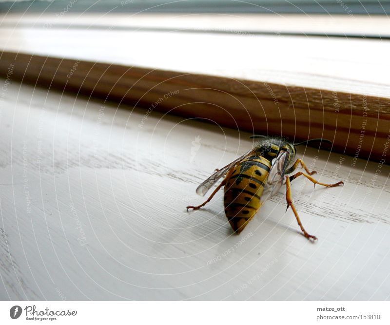 Wasp from behind Wasps Bee Macro (Extreme close-up) Close-up Animal Insect Spine Window Waist waspentaile