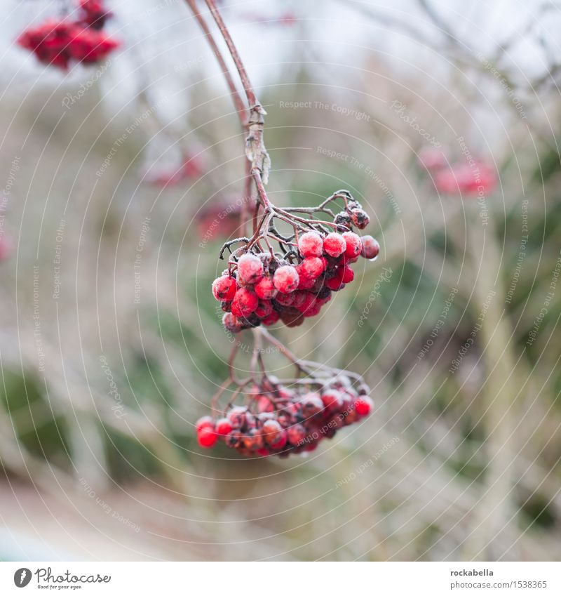 Rowberries covered with snow Nature Winter Ice Frost Snow Rawanberry Colour photo Exterior shot Shallow depth of field