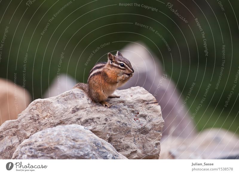 chipmunks Environment Animal Wild animal Eastern American Chipmunk Squirrel Croissant Rodent Small USA Yosemite National Park Travel photography Stone Close-up