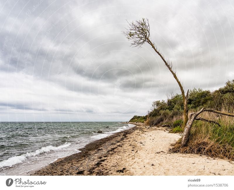 On the coast of the Baltic Sea Relaxation Vacation & Travel Beach Ocean Waves Nature Landscape Water Clouds Tree Coast Idyll Tourism Environment Baltic coast