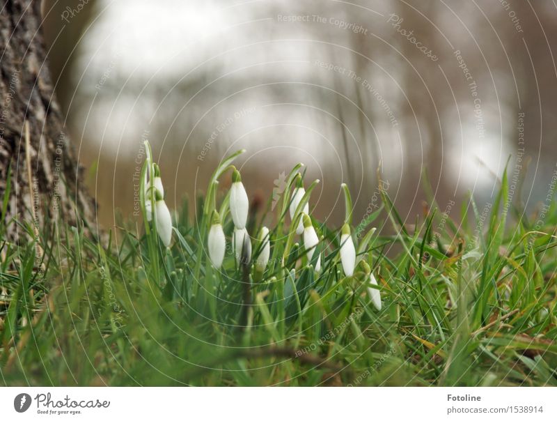 SPRING MESSENGERS Environment Nature Landscape Plant Spring Tree Flower Grass Garden Park Meadow Natural Green White Spring flowering plant Snowdrop Tree trunk