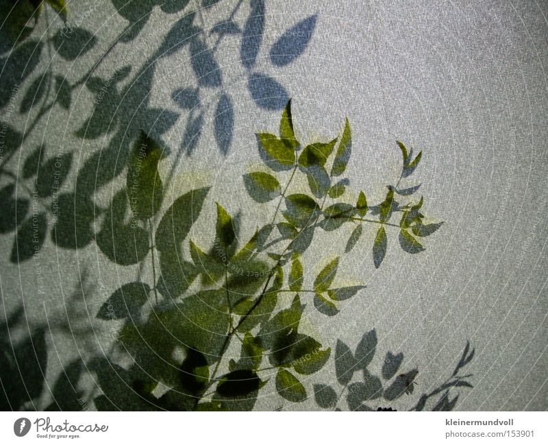 Behind the shadow wall Shadow Silhouette Plant Bushes Cloth Gray Green Nature