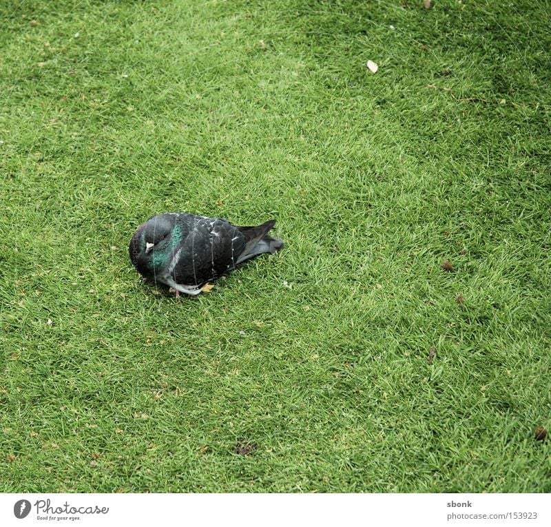 Dove tired Pigeon Grass Bird Green Fatigue Feeble Park