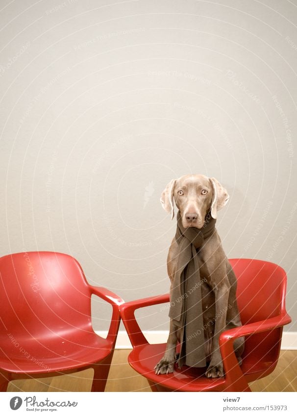 psychiatrist Chair Dog Wait Esthetic Authentic Conscientiously Calm Wisdom Curiosity Interest Earnest Weimaraner Mammal Sadness Looking Looking into the camera