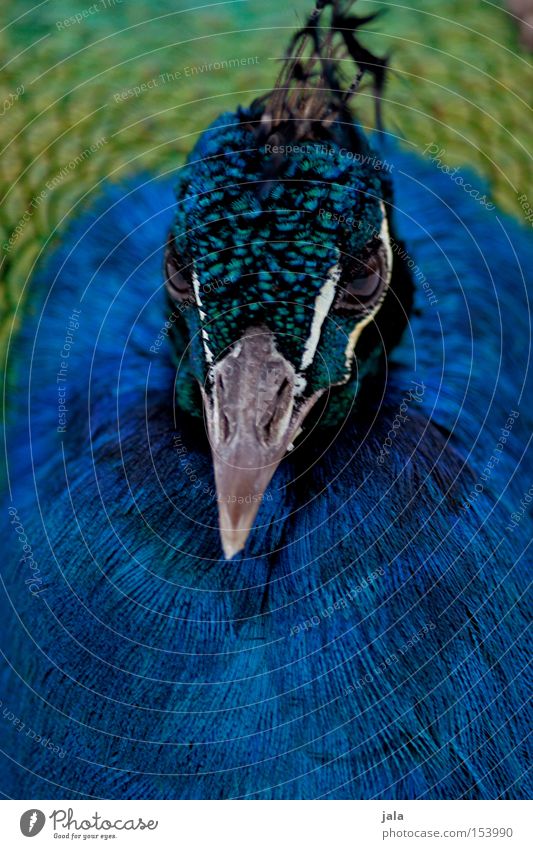 Royal Blue Peacock Blue A Royalty Free Stock Photo From Photocase