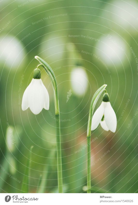 snowbells Environment Landscape Spring Plant Bright Spring fever Spring flower Spring day Snowdrop Blossom Green White Plantlet Meadow Growth Wake up Stalk