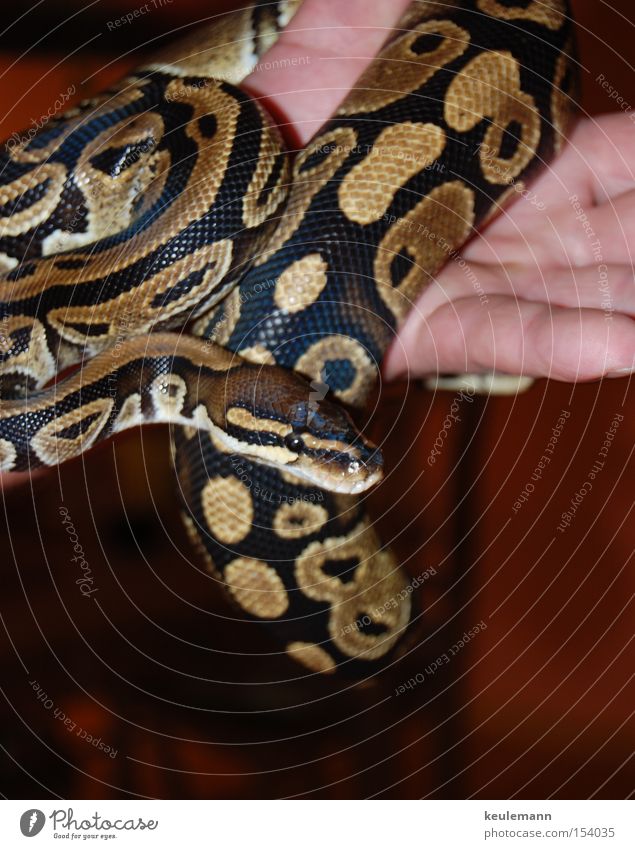 The snake Dangerous Glittering Clever Animal Snake Threat Dexterity Colour Movement